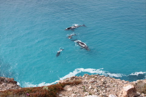 Nullarbor National Park - Redcliffe Tourism 0