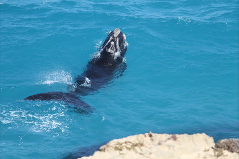Nullarbor National Park - Redcliffe Tourism 2