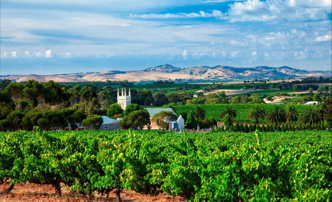 Seppeltsfield Road Barossa Valley - Redcliffe Tourism 1
