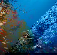 SS Yongala Dive Site - Redcliffe Tourism