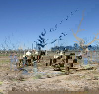 Sturt's tree walk - Redcliffe Tourism