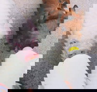 Swan Valley Cuddly Animal Farm - Redcliffe Tourism