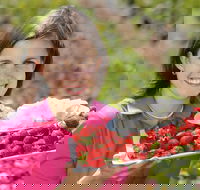 The Super Strawberry - Redcliffe Tourism