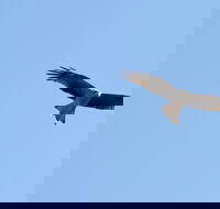 Yanga Lake Red Gum Bird Hide - Redcliffe Tourism