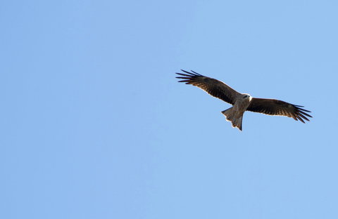 Yanga Lake Red Gum Bird Hide - Redcliffe Tourism 0