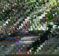 Barra Feeding - Redcliffe Tourism