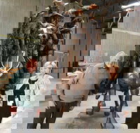 Bronze Bill the Bastard Australia's Greatest War Horse - Redcliffe Tourism