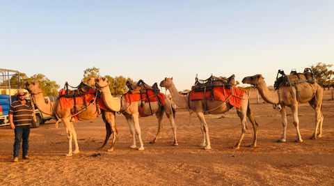 Broken Hill Camels - Redcliffe Tourism 0