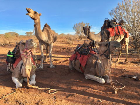 Broken Hill Camels - Redcliffe Tourism 1