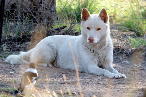 Durong Dingo Sanctuary - Redcliffe Tourism 0