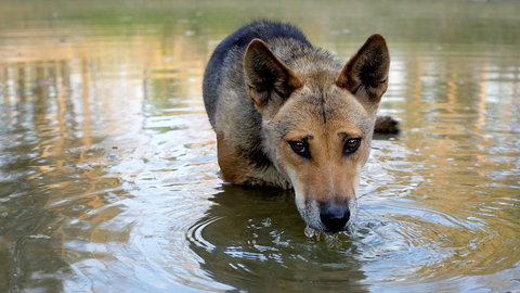Durong Dingo Sanctuary - Redcliffe Tourism 1