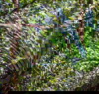 Great North walk - Palm Grove Nature Reserve - Redcliffe Tourism