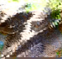 Koala Conservation Reserve - Redcliffe Tourism