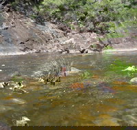 Mount Boss State Forest - Redcliffe Tourism