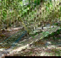 Old Bottlebutt - Redcliffe Tourism