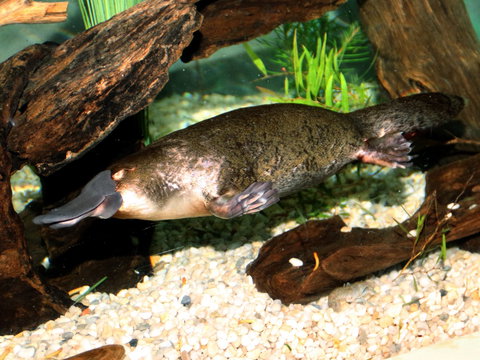 Platypus House - Redcliffe Tourism 0