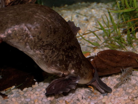 Platypus House - Redcliffe Tourism 1