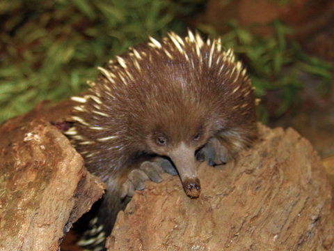 Platypus House - Redcliffe Tourism 2