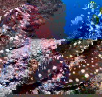 Smith Rock Dive Site - Redcliffe Tourism