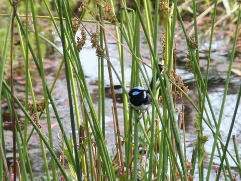 Swainsona Reserve - Redcliffe Tourism 1