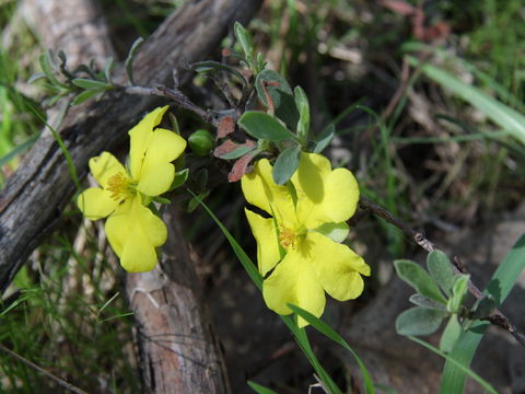 Swainsona Reserve - Redcliffe Tourism 2