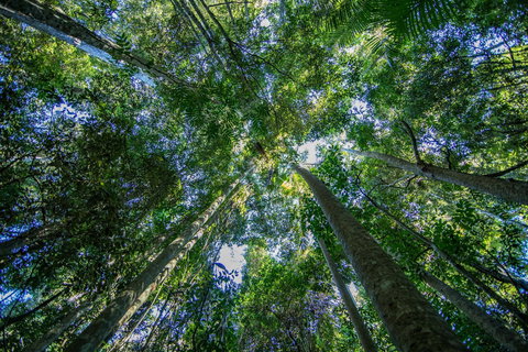 Thylogale Track - Redcliffe Tourism 1