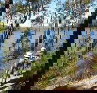 Wellington Discovery Forest - Redcliffe Tourism