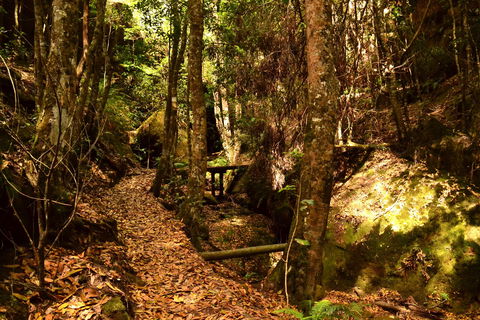 Cave Creek Walking Track - Redcliffe Tourism 2