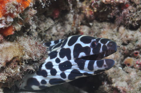 Curtin Artificial Reef Dive Site - Redcliffe Tourism 2