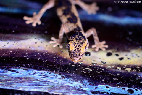 Discover Deadly - Redcliffe Tourism 2