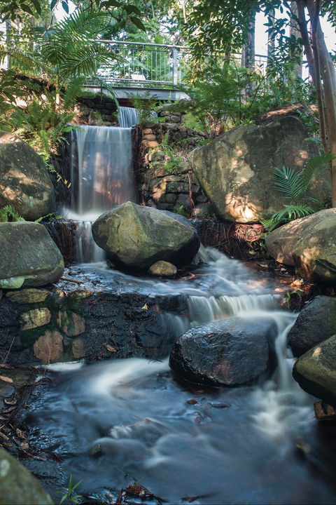Mackay Regional Botanic Gardens - Redcliffe Tourism 0