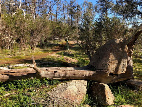 Pine Gully Nature Trail - Redcliffe Tourism 1