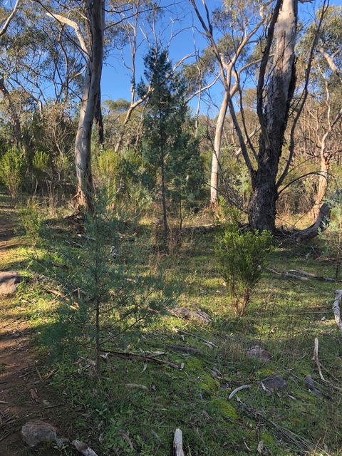 Pine Gully Nature Trail - Redcliffe Tourism 2