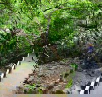 Rainforest Loop Walk Budderoo National Park - Redcliffe Tourism