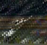 Seaham Swamp Nature Reserve - Redcliffe Tourism