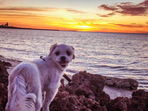 Simms Cove Lookout And Beach, Moonta Bay - Redcliffe Tourism 1