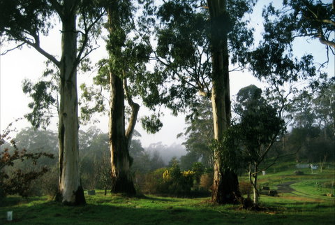 Tasmanian Arboretum Inc. - The - Redcliffe Tourism 1