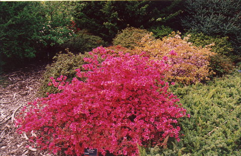 Tasmanian Arboretum Inc. - The - Redcliffe Tourism 2