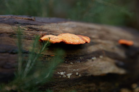 The Briars Park Walking Trails - Redcliffe Tourism 1