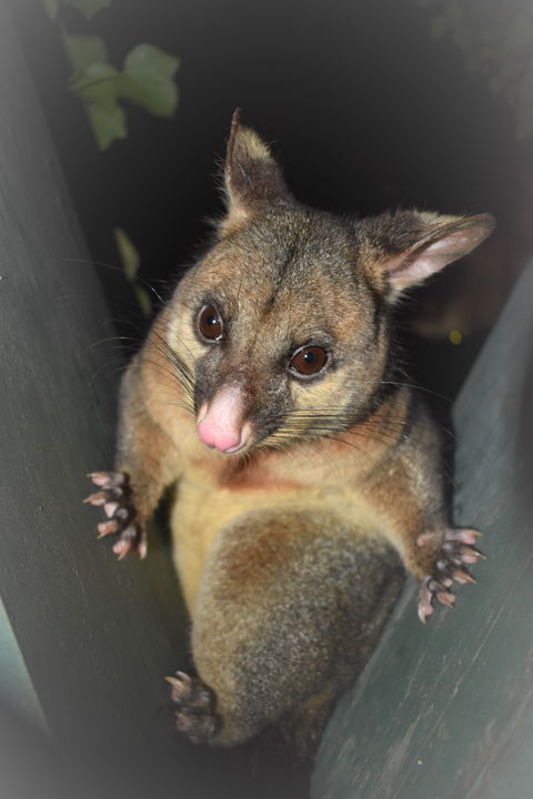 Umpherston Possum Tours - Redcliffe Tourism 1