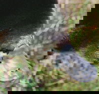 Warrawong Wildlife Sanctuary - Redcliffe Tourism