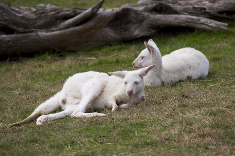 Yarra Valley Nocturnal Zoo - Redcliffe Tourism 0
