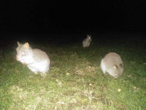 Yarra Valley Nocturnal Zoo - Redcliffe Tourism 2