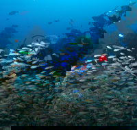 Aarhus Dive Site - Redcliffe Tourism