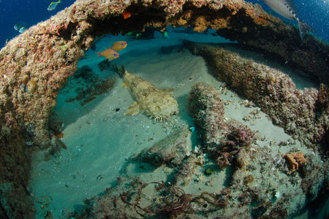 Aarhus Dive Site - Redcliffe Tourism 2
