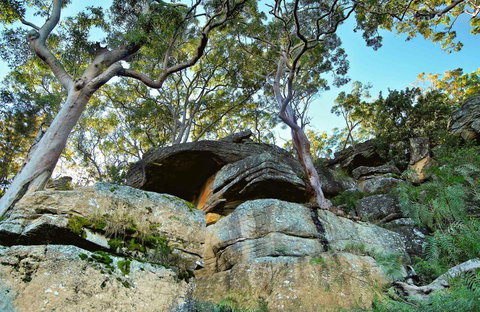 Burrawang Reach Picnic Area - Redcliffe Tourism 0