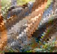 Cleland Wildlife Park - Redcliffe Tourism