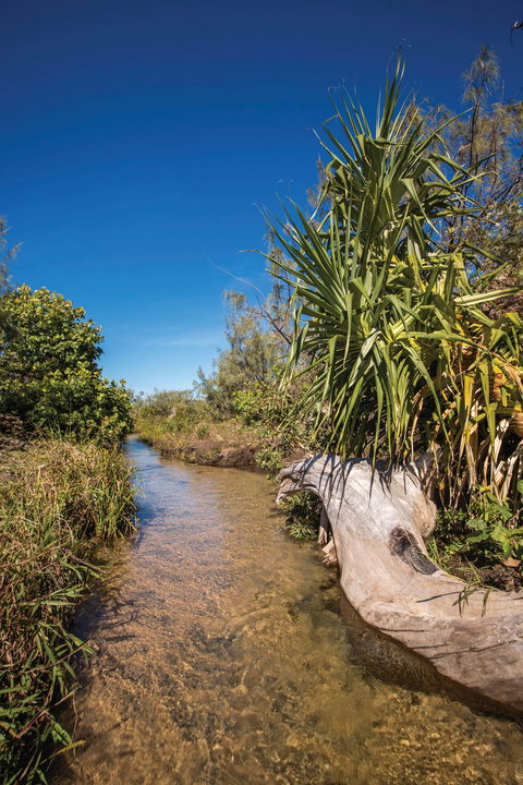 Freshwater Creek Track, Byfield National Park - Redcliffe Tourism 2