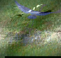 Germein Reserve - Redcliffe Tourism