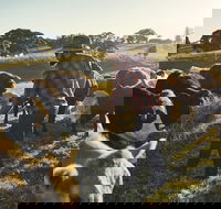 Hinterland Full Day Self Drive Tour - Redcliffe Tourism